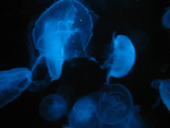 NC Aquarium - Ft. Fisher